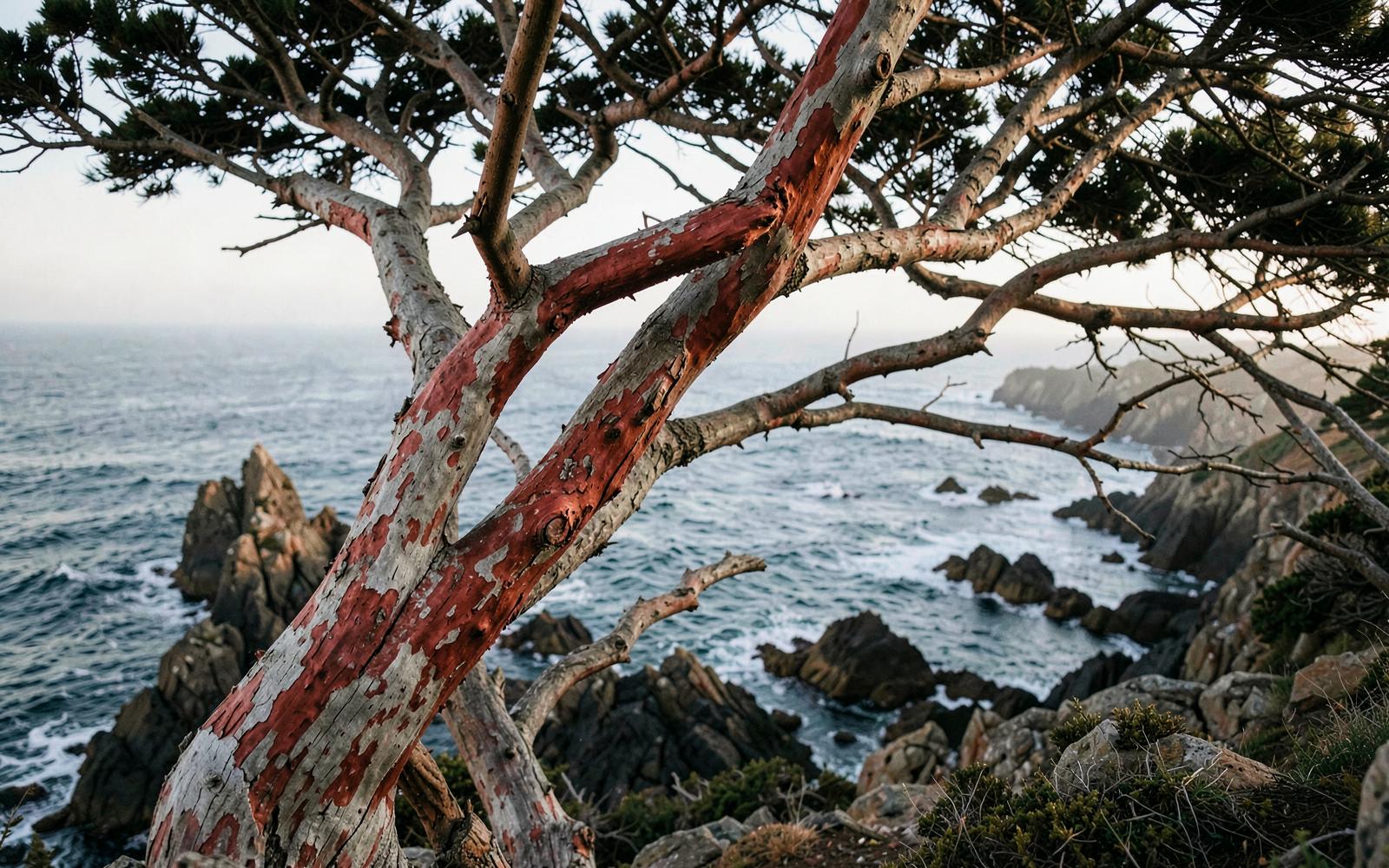 Arbutus tree above the sea on the British Columbia coast
